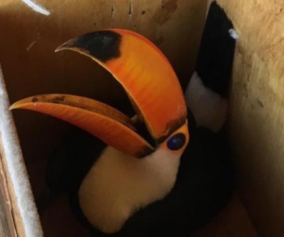 Tucano encontrado ferido é levado para a PMA de Três Lagoas 
