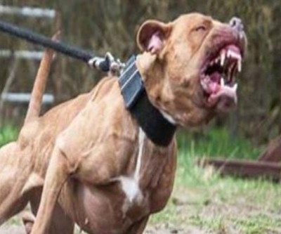 CCZ busca por cão que atacou criança na manhã desta quinta no Parque São Carlos