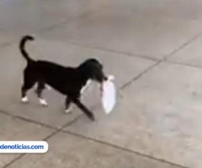 Em Ilha Solteira, cachorro faz sucesso nas redes ao buscar pão na padaria
