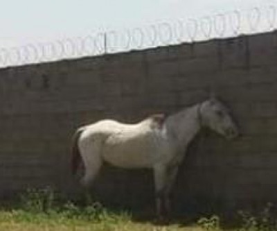 Internauta denuncia maus tratos contra cavalo que está amarrado debaixo do sol de mais de 42 graus 
