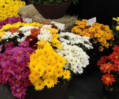Finados: Pesquisa aponta que coroa pequena de flores teve variação de R$ 170,00 a R$ 200,00 em Três Lagoas 