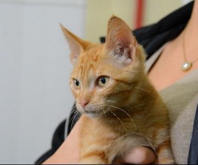 Animais de Campo Grande serão testados para Coronavírus