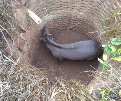 Anta é resgatada após cair em poço de fazenda na região Distrito de Arapuá