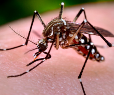 Saúde de Três Lagoas notifica 24 novos casos suspeitos de Dengue nesta semana