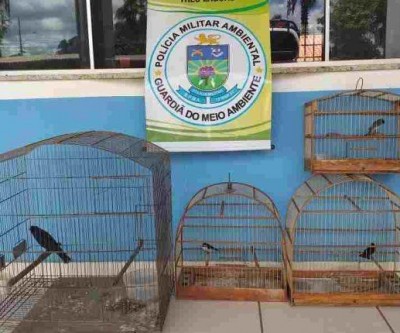 Morador do Vila Haro é multado em R$ 2 mil após ser flagrado com pássaros em cativeiro 