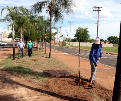 Meio Ambiente inicia plantio e substituição de árvores nas avenidas Capitão Olinto Mancini e Rosário Congro
