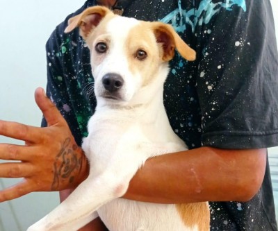 Ao questionar artista de rua sobre cachorro que estava no sol, mulher tem vidro de carro quebrado em semáforo