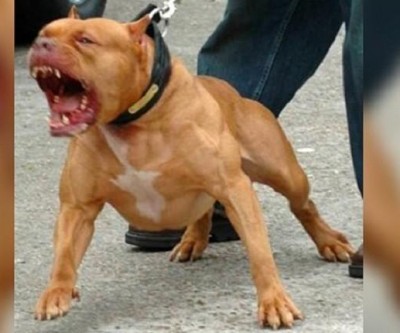 Mulher denuncia dona de supermercado após ataque de pit bull