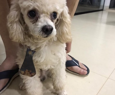 Poodle é encontrado perdido neste domingo no bairro Santa Rita