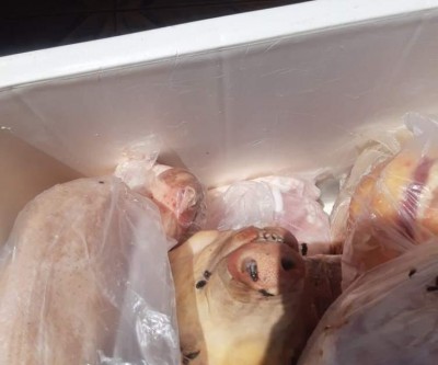 Em Ribas, dono de açougue é preso por vender carne imprópria para consumo humano