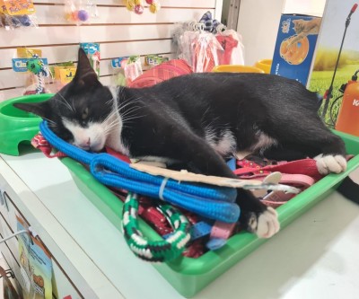 Homem espanca gato e é atuado em flagrante por maus tratos 