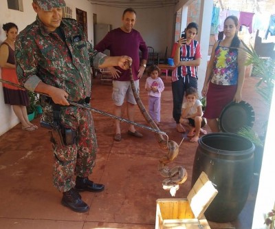 Jiboia é capturada em casa da área urbana de Campo Grande
