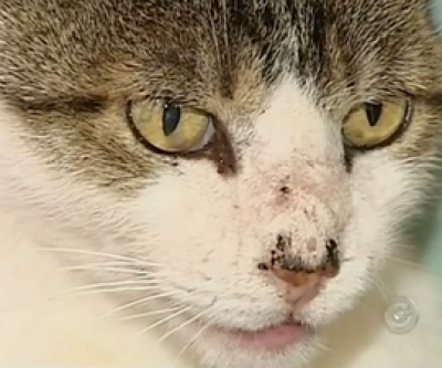 Maus Tratos: Mulher denuncia vizinho que jogou gata contra árvore no Nova Americana 