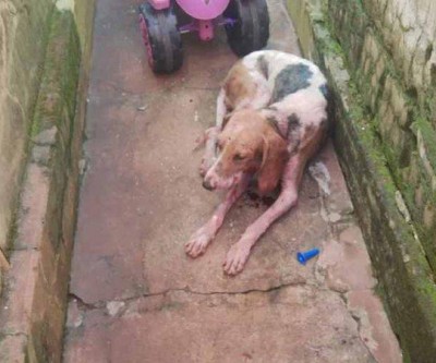 Proprietário é multado em R$ 2 mil por deixar pitbull atacar outro cachorro em casa