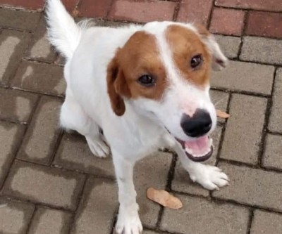 Cachorro é encontrado em frente ao Hospital Auxiliadora
