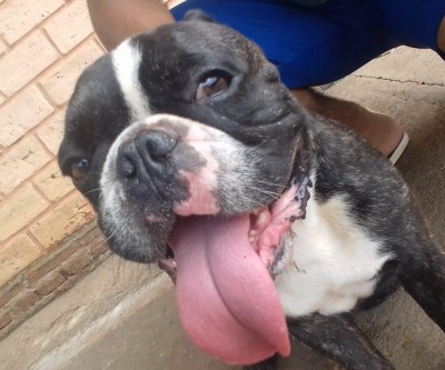 Cachorro é encontrado no bairro Jk