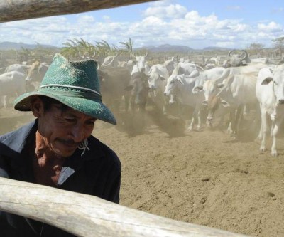 Vacinação contra aftosa será suspensa em seis estados e no DF