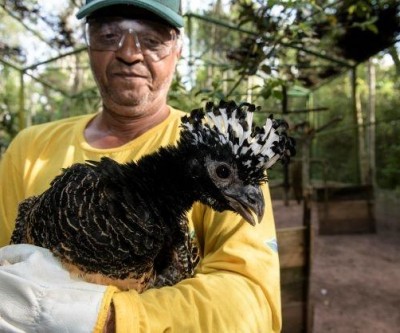 CESP irá realizar a soltura de 40 aves da espécie mutum-de-penacho