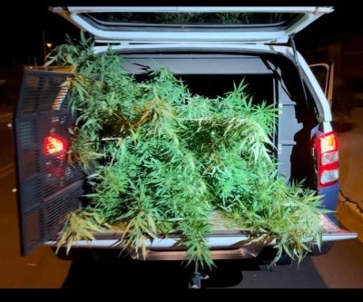 Pés de maconha são encontrados em residência no Bosque das Araras; um casal foi preso 