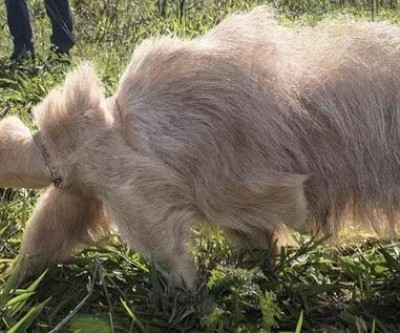 Único no mundo, tamanduá albino já engordou sete quilos 