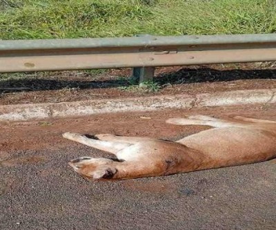 Onça-parda morre atropelada na BR-262