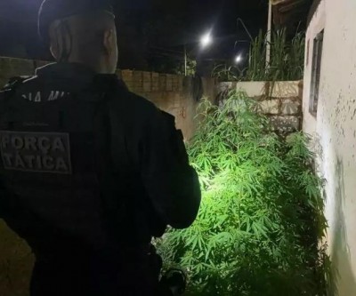 Força Tática fecha “Horta da Maconha” no Osmar Dutra