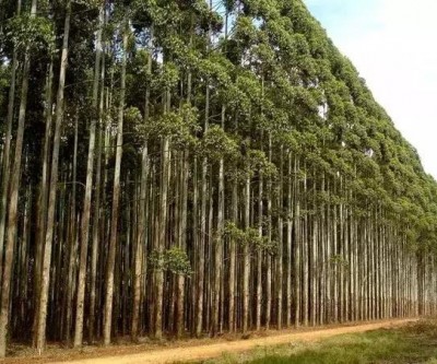 Setores de floresta e varejo oferecem vagas para jovens aprendizes em MS 