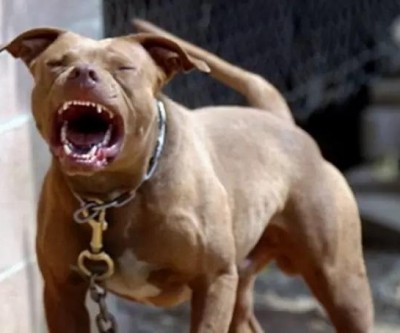 Pitbull solto ataca e deixa cachorros gravemente feridos em Chapadão do Sul
