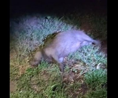 Motociclista fica ferido após atropelar capivara na 2º lagoa