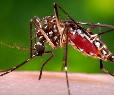 Três Lagoas registra aumento de 53% nos casos de Chikungunya