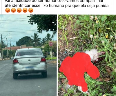 Mulher que abandonou filhotes de gatos e matou um deles atropelado causa revolta nas redes sociais 