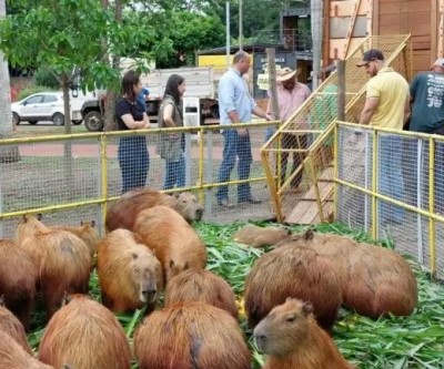 SEMEA realiza manejo de capivaras na Lagoa Maior