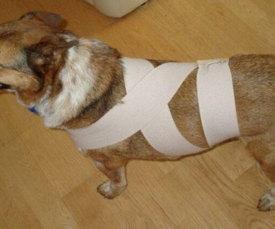 Fogos de Artifício: Como Proteger os Animais do Medo e do Estresse nas Festas de Fim de Ano