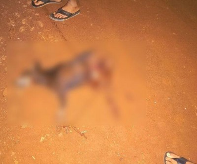 Cachorro é atacado e morto por Pitbull solto em Sidrolândia