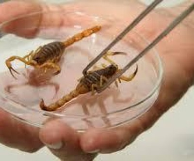 Alerta no Verão: Escorpiões invadem bairros de Três Lagoas