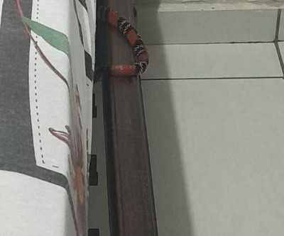 Cobra coral é encontrada em cima de cama em Dourados