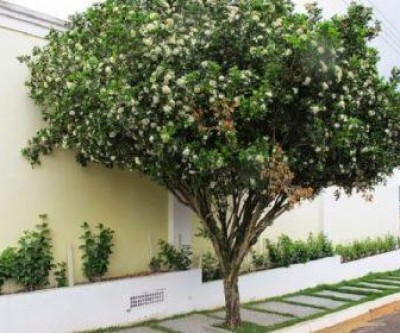 Prefeitura sanciona lei que proíbe plantio da espécie Murta em Três Lagoas
