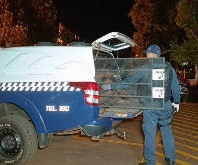 Justiça libera acusada de matar homem e suspende internação compulsória em Dourados  