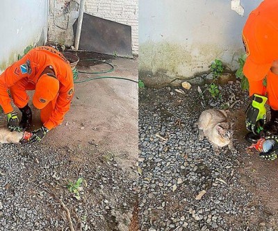 Gato com lata presa à cabeça mobiliza bombeiros em Corumbá  