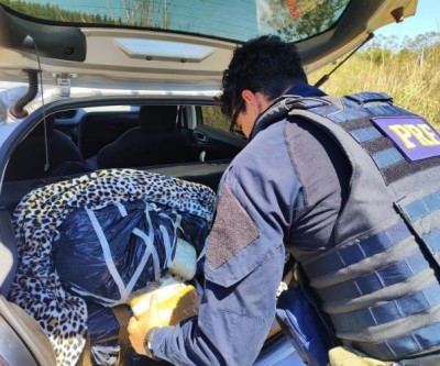 Rota do tráfico: PRF apreende 107 quilos de maconha na BR-262 e causa mais prejuízo ao crime 