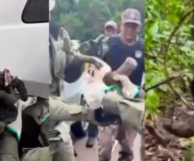 Jiboia é resgatada presa na roda de carro em Campo Grande  