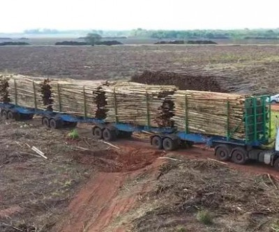 Governo autoriza circulação de hexatrens de megafábrica de celulose em Três Lagoas e Ribas do Rio Pardo