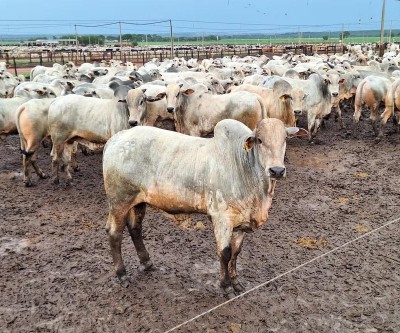 Três Lagoas perde mais de 33 mil cabeças de gado em apenas um ano; rebanho cai para 421 mil animais
