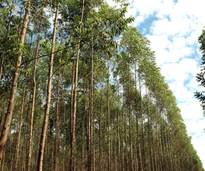 “Essa área não é de Três Lagoas”: estudo diz que Selvíria perdeu 58 mil hectares e disputa envolve região milionária do eucalipto