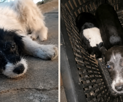 VEJA O VÍDEO: Bairro Jupiá vira ponto de abandonos de animais e protetoras denunciam novos casos  em Três Lagoas