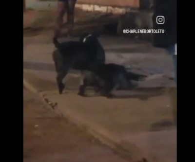 Vídeo mostrando ataque de dois pitbulls a cachorro na região dos “predinhos” reacende alerta em Três Lagoas