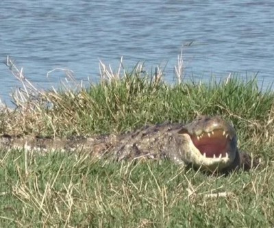 Alerta na Lagoa Maior de Três Lagoas: Jacaré é flagrado e presença do animal exige cuidados de quem caminha pelo local