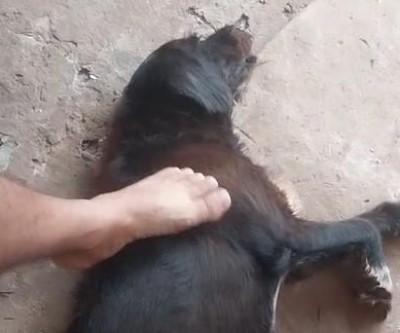 VEJA O VÍDEO: Cachorro “Moisés que protegeu criança em ataque violento de Pitbulls no Novo Oeste se recupera e agora busca um tutor para ter um novo lar em Três Lagoas     