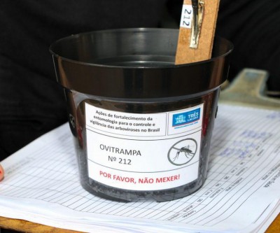 Alerta em Três Lagoas! Quase 13 mil ovos do mosquito da dengue são encontrados em armadilhas espalhadas pela cidade