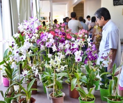 Exposição do Orquidário Santa Ana trará novas cores de orquídeas  